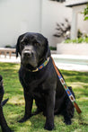 Two Huck & Harlowe Dog Leashes by Zilker Belts black labrador dogs sitting on the grass.