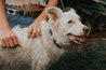 A woman petting a white dog in the grass with Zilker Belts' Argentina.