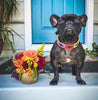 a french bulldog standing next to the Waterloo Dog Collar by Zilker Belts