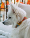 Medium white fluffy dog wearing ACL leather dog collar. Collar features bright yellow, sky blue, green, and orange stitching.