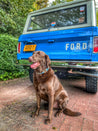 a Argentina Dog Collar sitting in front of a blue Zilker Belts truck.