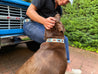 A man petting a Zilker Belts brown dog in front of a pick up truck named Argentina.