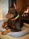 Large brown dog wearing ACL leather dog collar. Collar features bright yellow, sky blue, green, and orange stitching.