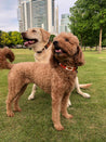 Two brown dogs wearing Zilker Belts' ATX Dog Collar standing in a park with tall buildings in the background.
