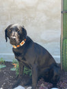 Large black lab dog wearing Antone's leather dog collar. Collar features black and white stitching.