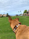 Tan dog wearing Antone's leather dog collar. Collar features black and white stitching.