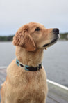 A golden retriever wearing an Argentina Dog Collar by Zilker Belts, sitting on a dock looking at the water.
