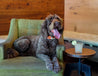 An ATX Dog Collar from Zilker Belts, a brown dog sitting in a green chair with a drink.