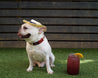 A Willie Dog Collar by Zilker Belts wearing a straw hat next to a drink.