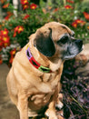 A dog wearing a Waterloo Dog Collar by Zilker Belts in front of flowers.