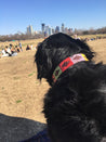 a Waterloo Dog Collar by Zilker Belts sitting on a blanket in a park.
