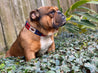 A brown and white bulldog is wearing the Willie Dog Collar by Zilker Belts, sitting in the grass.