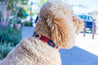 A brown poodle is wearing a Willie Dog Collar by Zilker Belts.